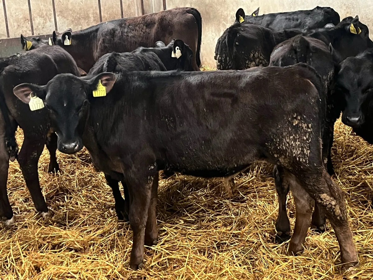 Serious 5/6 Month Old Angus Bull Runners - Image 1