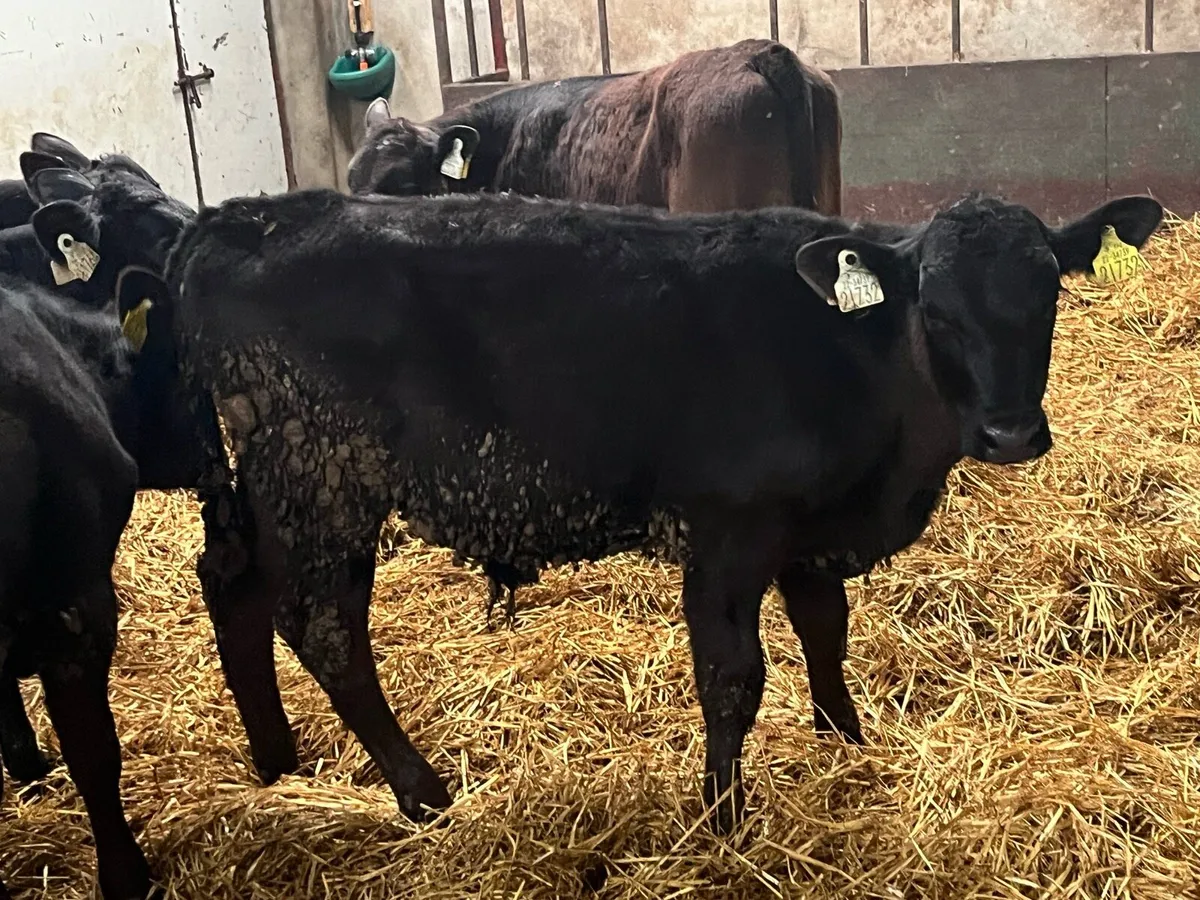 Serious 5/6 Month Old Angus Bull Runners - Image 2
