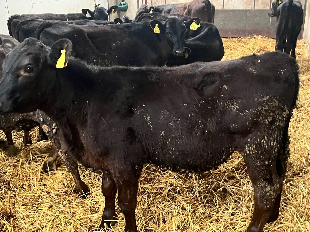 Serious 5/6 Month Old Angus Bull Runners - Image 3
