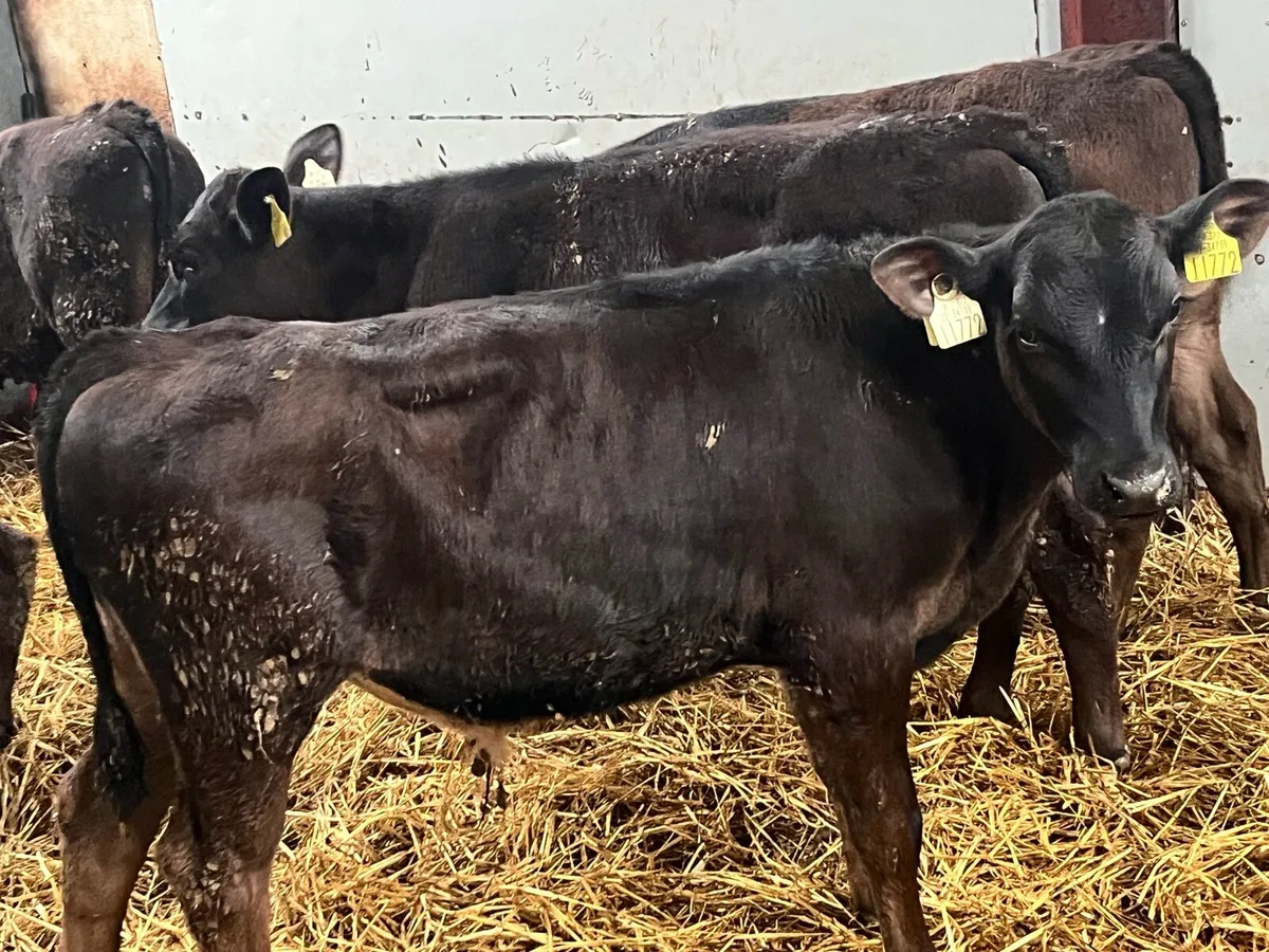 Serious 5/6 Month Old Angus Bull Runners - Image 4