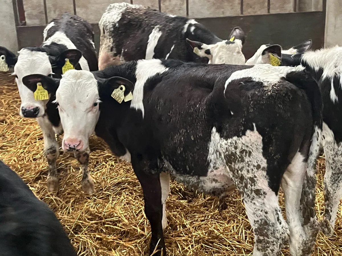 Super 4/5 Month Old SIM Bull Runners - Image 1