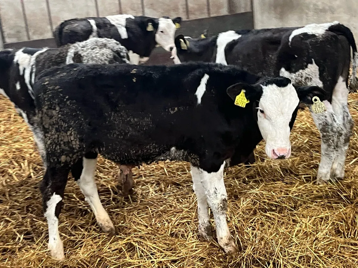 Super 4/5 Month Old SIM Bull Runners - Image 2
