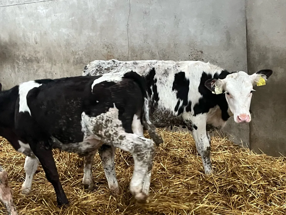 Super 4/5 Month Old SIM Bull Runners - Image 3