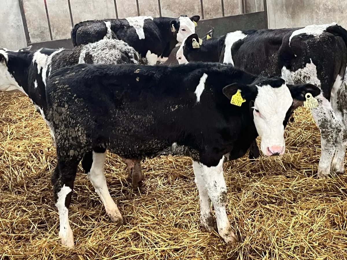 Super 4/5 Month Old SIM Bull Runners - Image 4