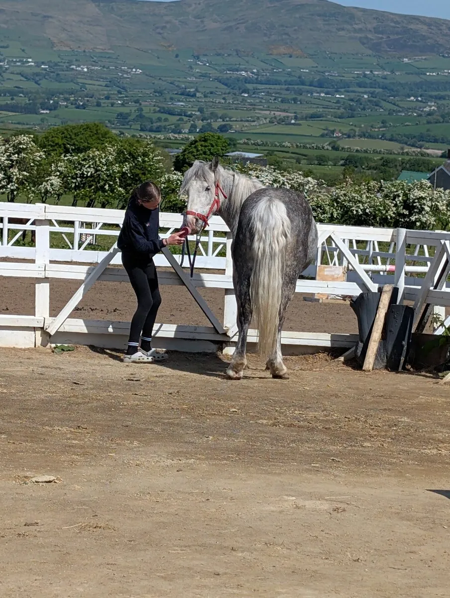 Dapple Grey Pony - Image 4