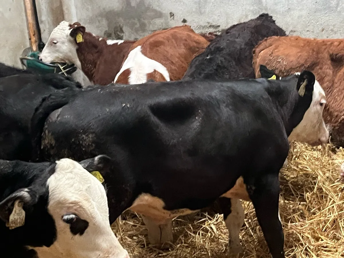 12 Serious 4/5 Month Old HEX Bull Runners - Image 2