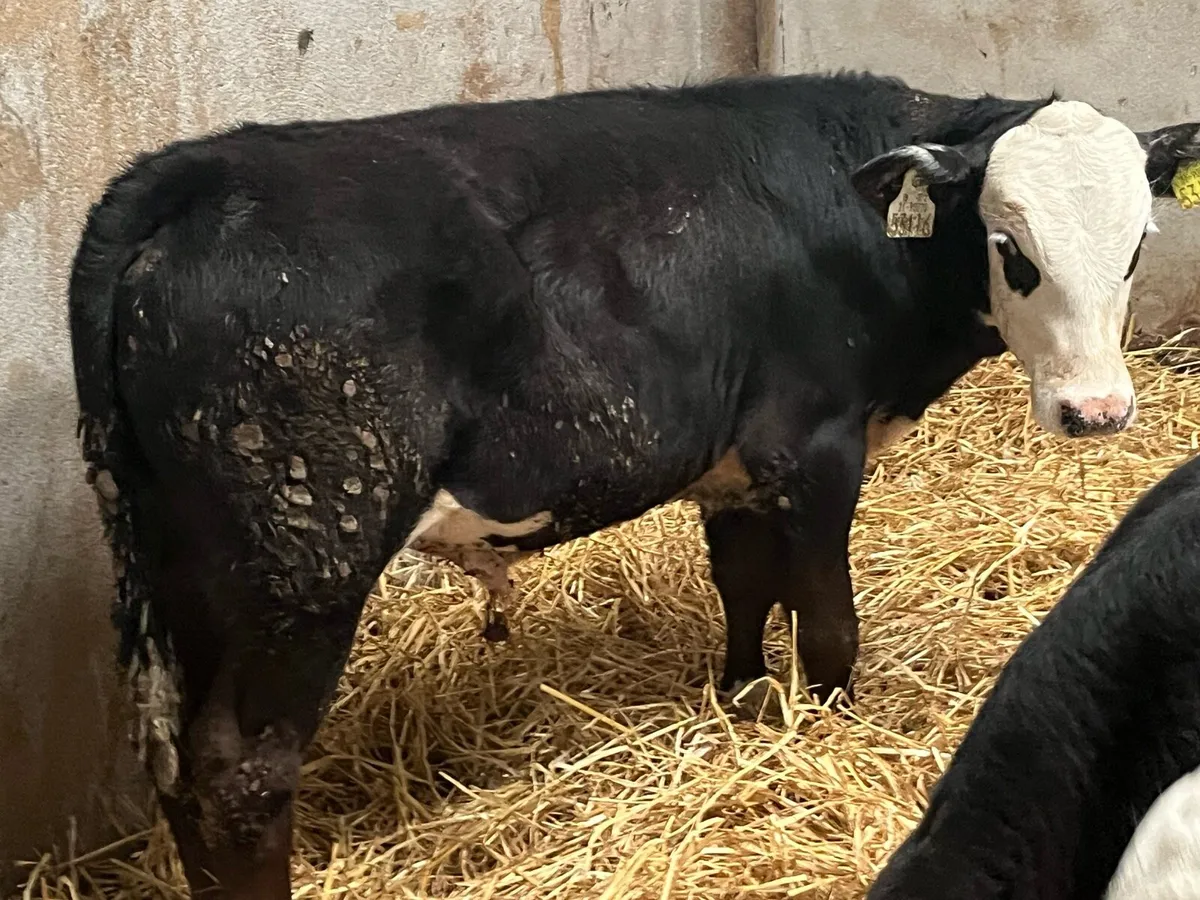 12 Serious 4/5 Month Old HEX Bull Runners - Image 3