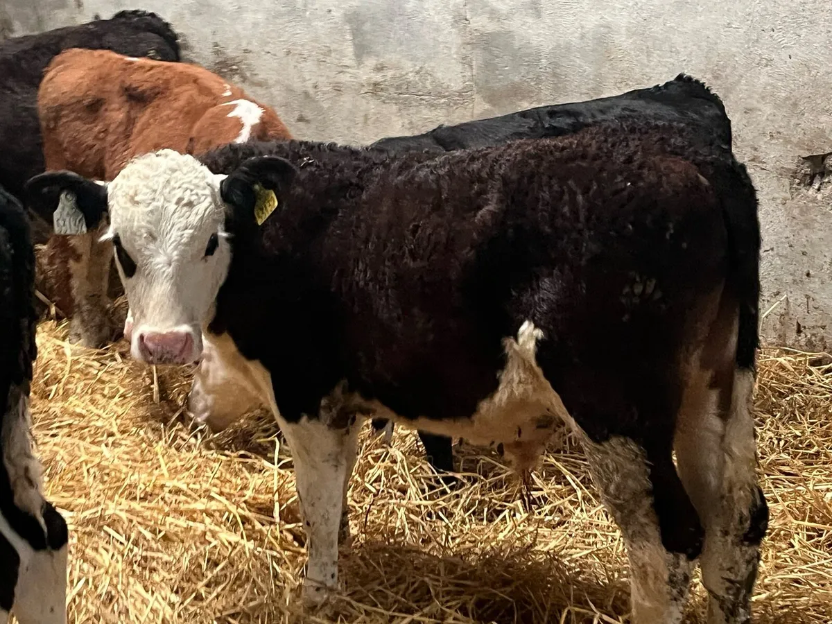 12 Serious 4/5 Month Old HEX Bull Runners - Image 4