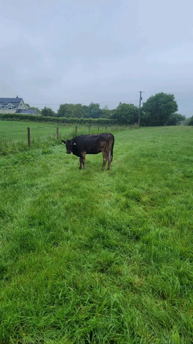 Heifers - Image 4