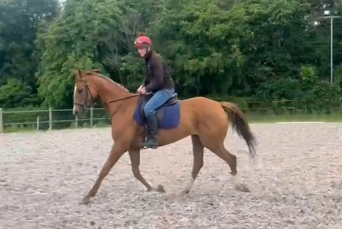 16hh 7yr old mare - Image 1