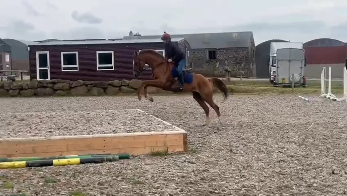 16hh 7yr old mare - Image 2