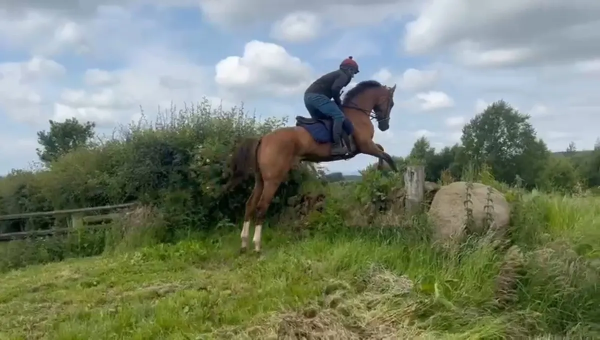 16hh 7yr old mare - Image 3