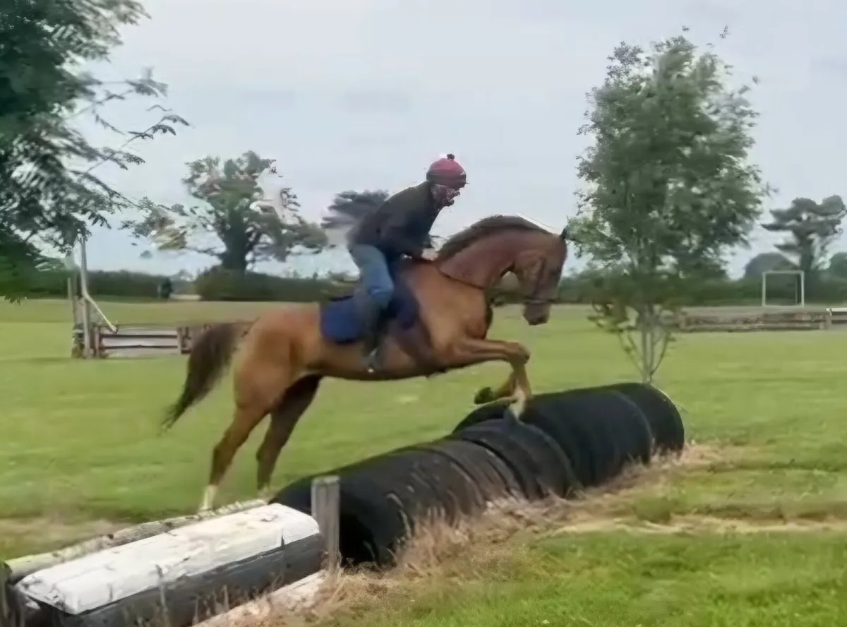 16hh 7yr old mare - Image 4