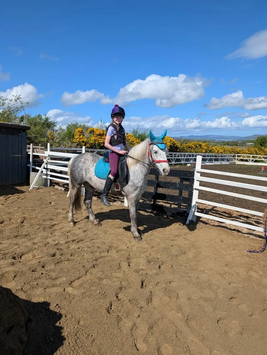 Dapple Grey Pony - Image 1