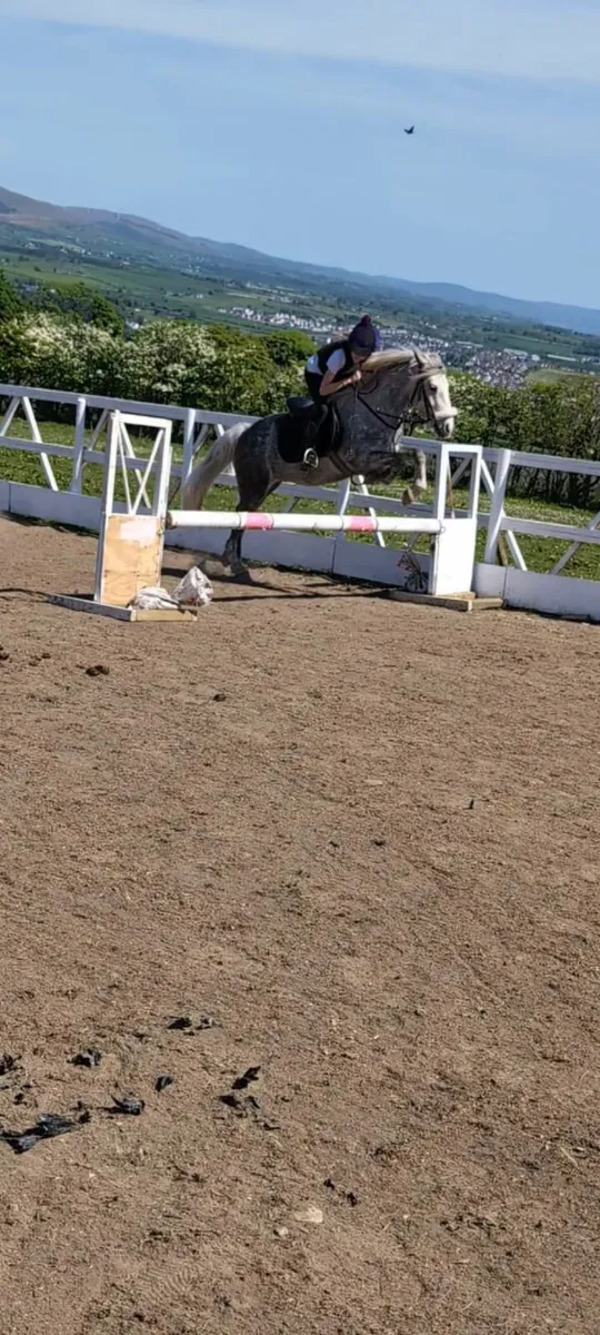 Dapple Grey Pony - Image 2