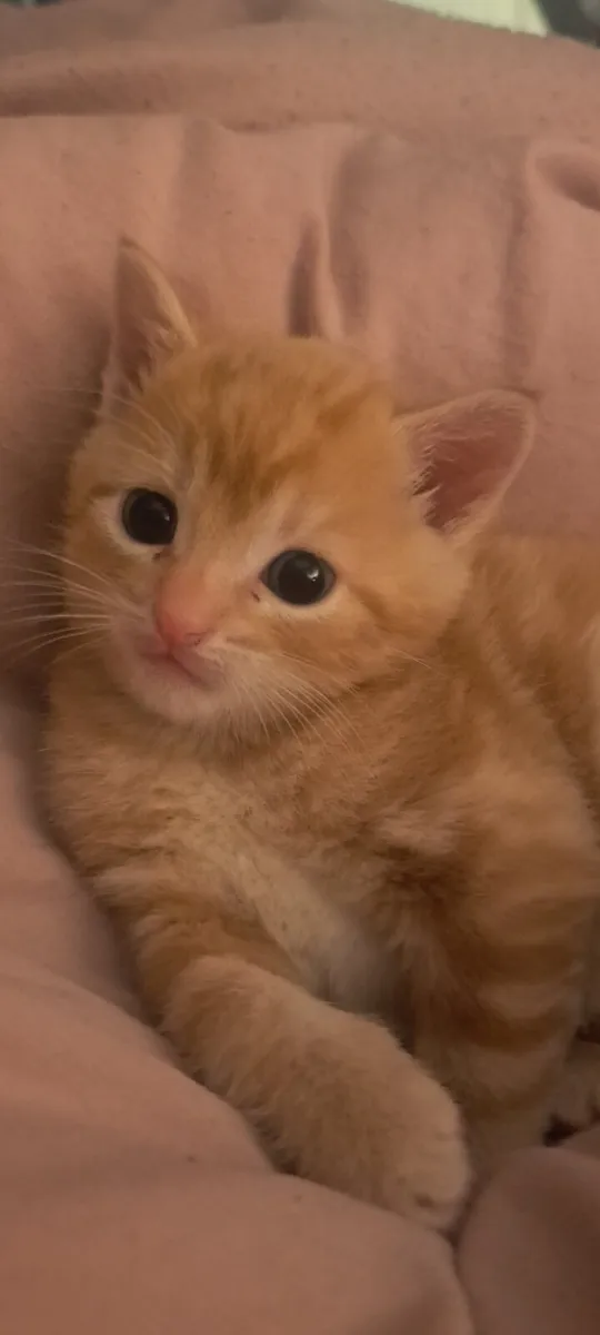 Kittens - Image 2