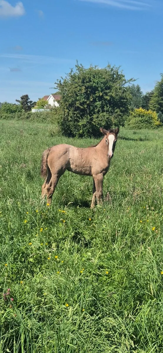 Filly Foal - Image 1