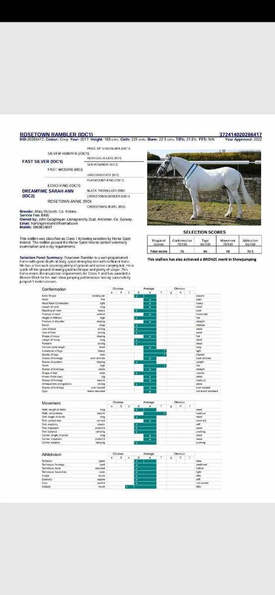Filly Foal - Image 2