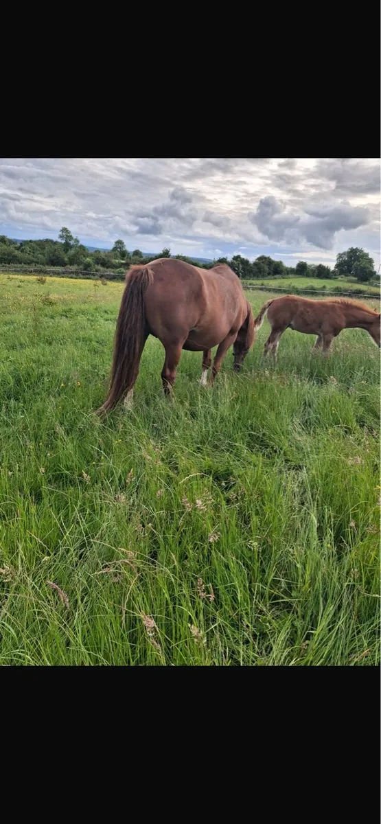 RID Mare and Colt Foal - Image 2