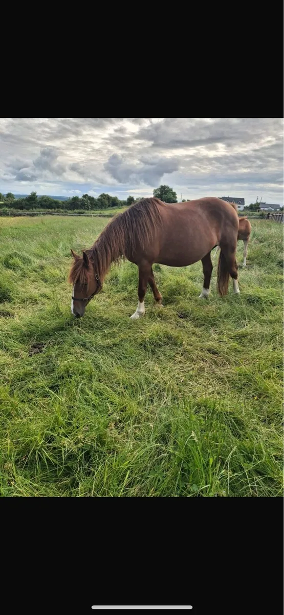 RID Mare and Colt Foal - Image 3