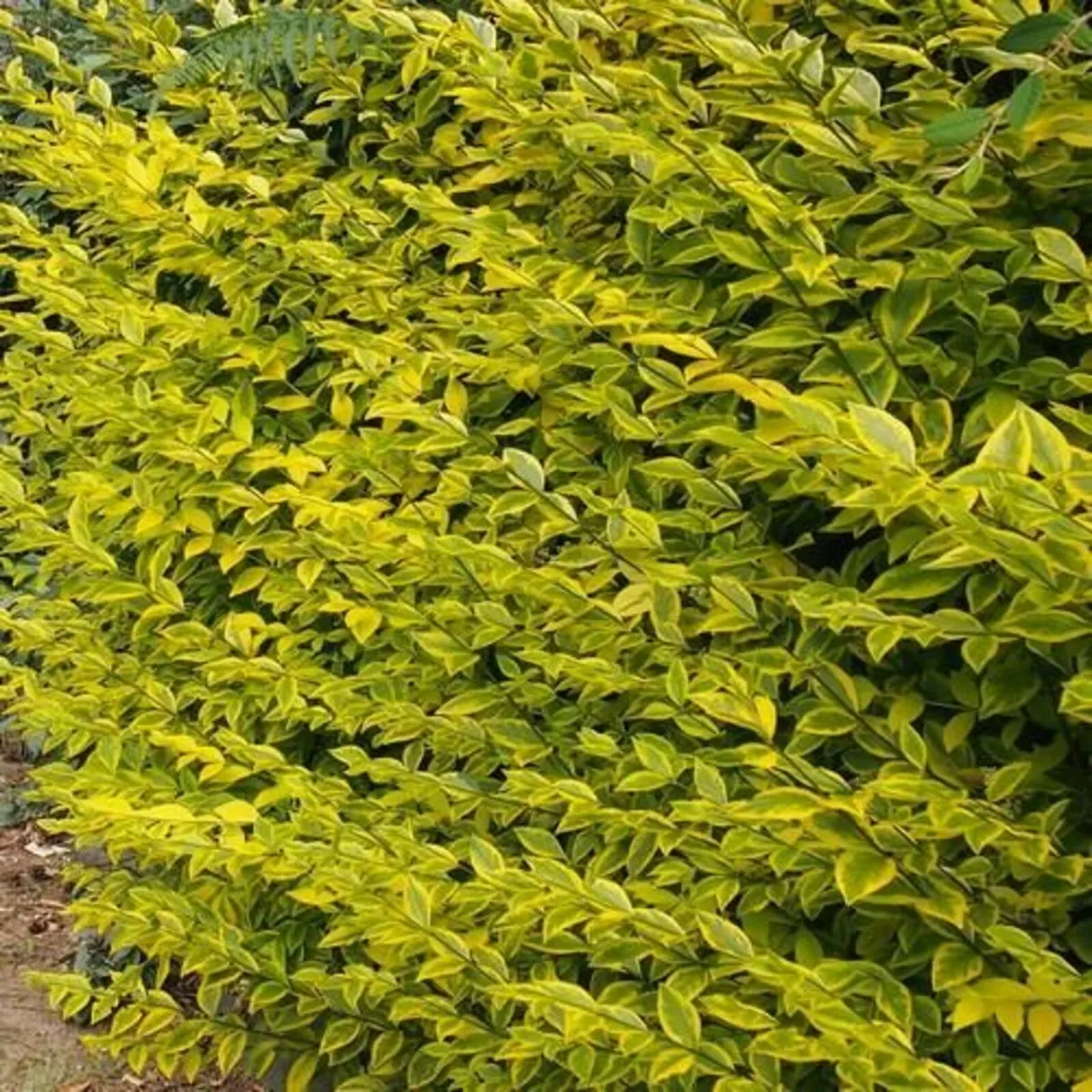 HEDGING ALL SHAPES AND SIZES FROM 1 .50 - Image 3