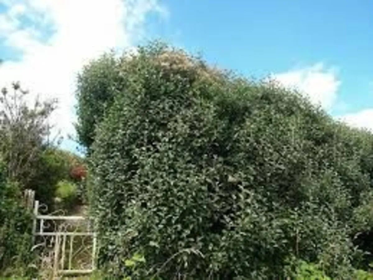 HEDGING ALL SHAPES AND SIZES FROM 1 .50 - Image 4
