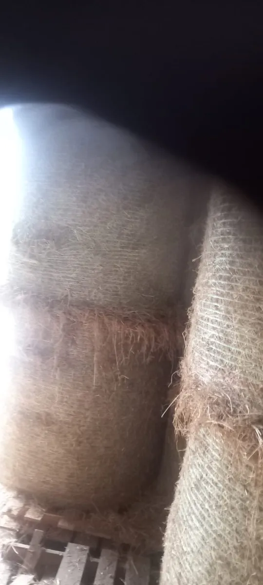 6 bales of hay - Image 1