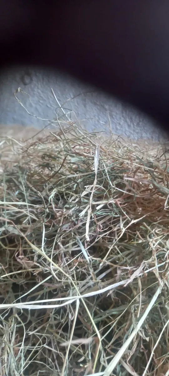 6 bales of hay - Image 3