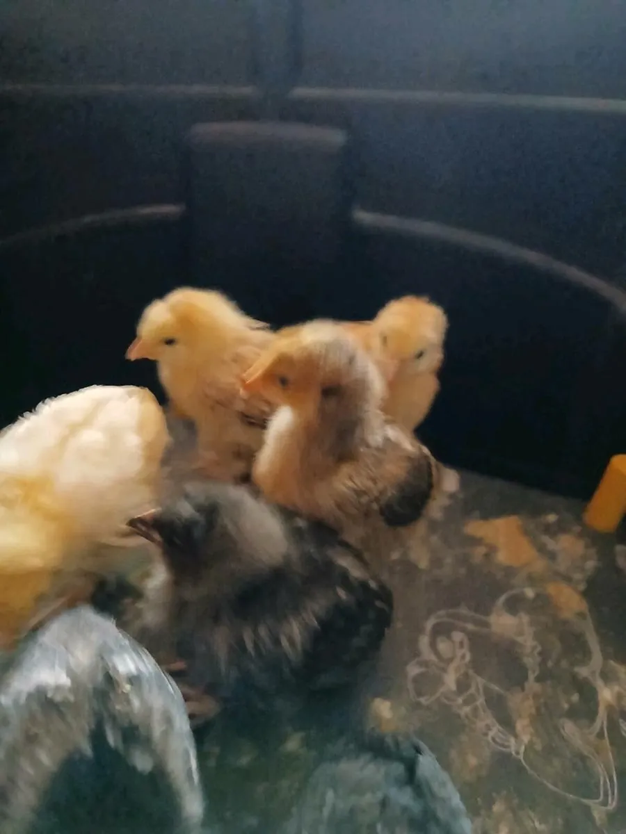 Chicks - Image 1