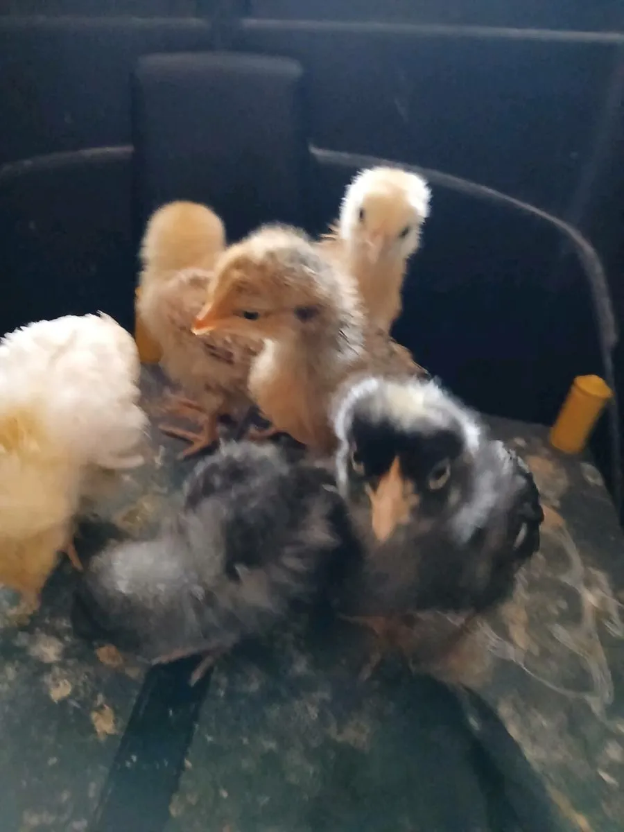Chicks - Image 2