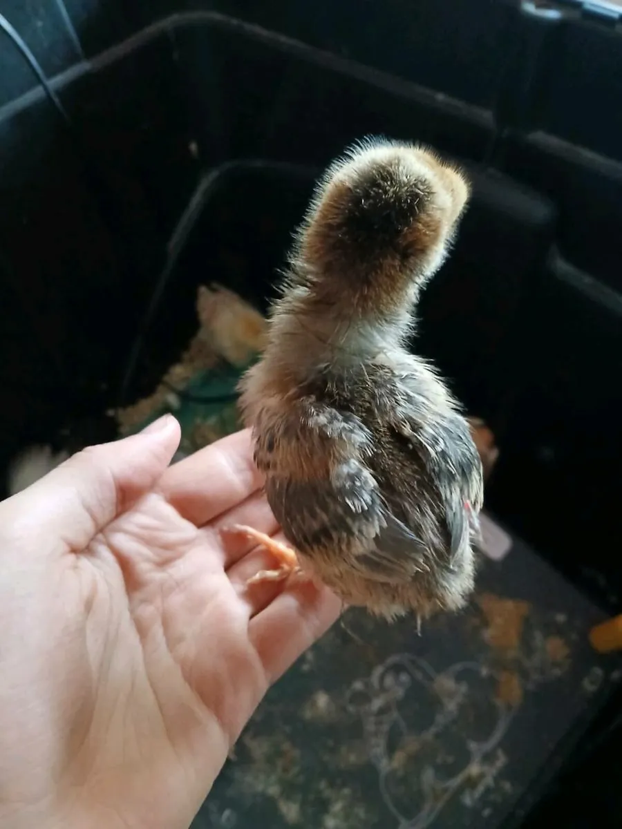Chicks - Image 3