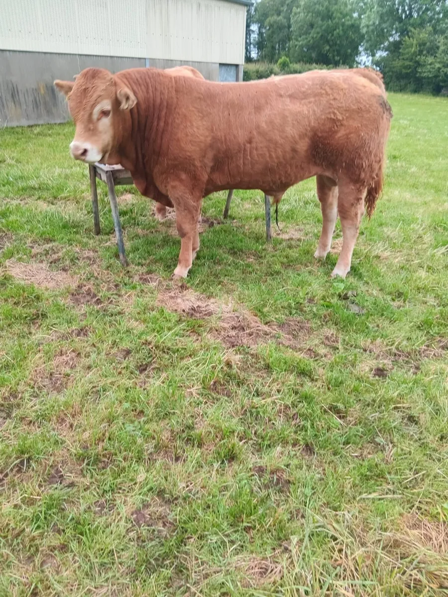 Livestock - Image 1