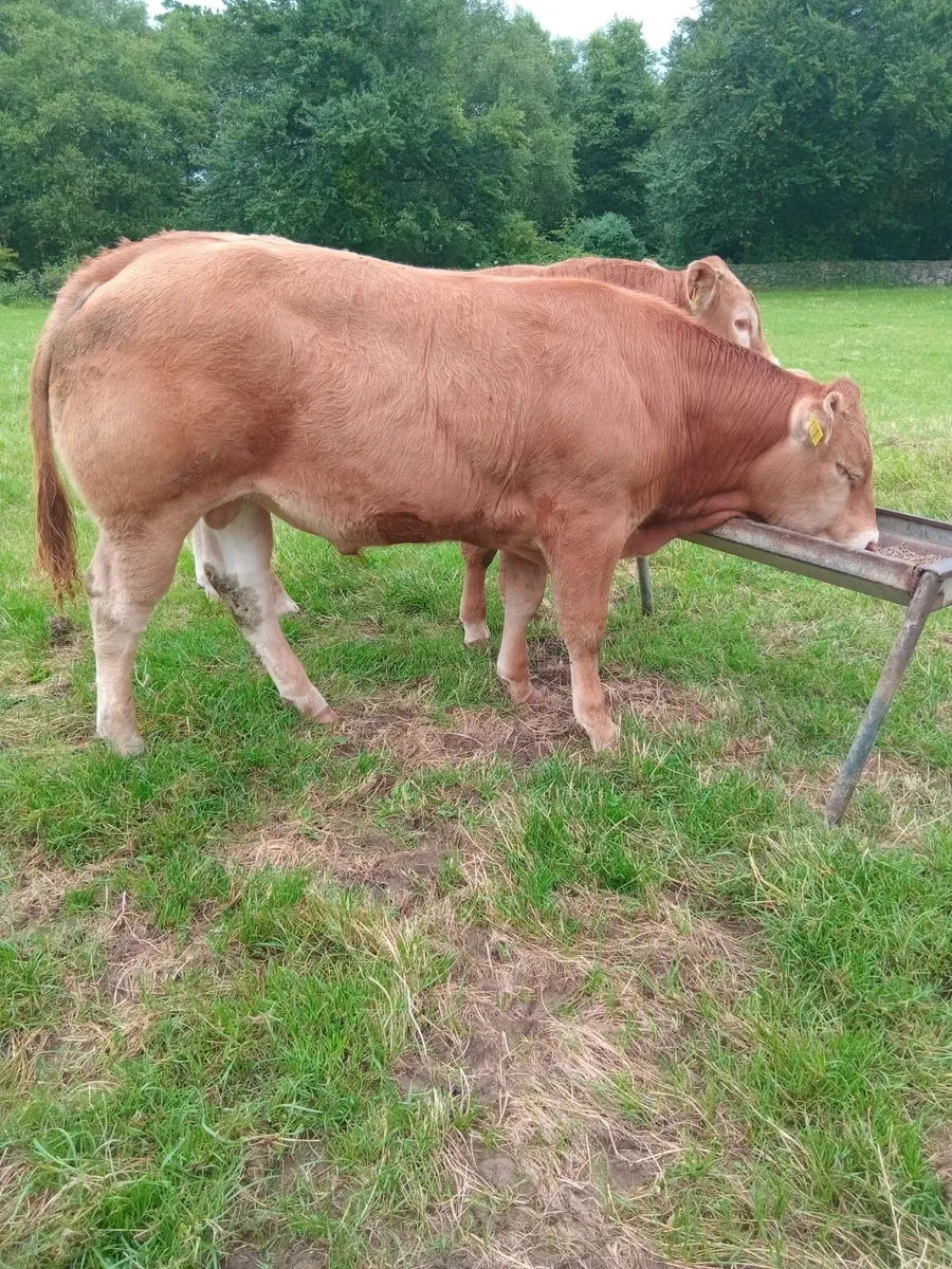 Livestock - Image 2