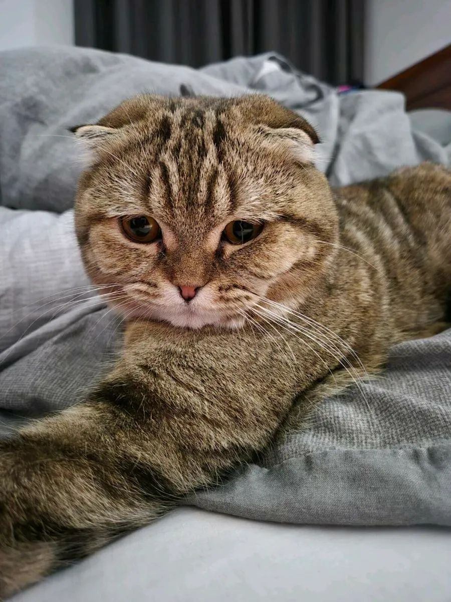 Scottish fold female - Image 2