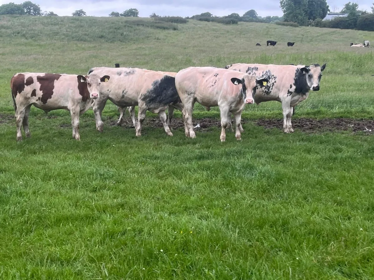 8 super 420kg continental bullocks - Image 1