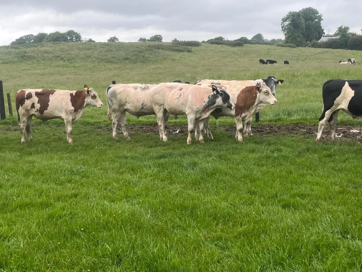 8 super 420kg continental bullocks - Image 2