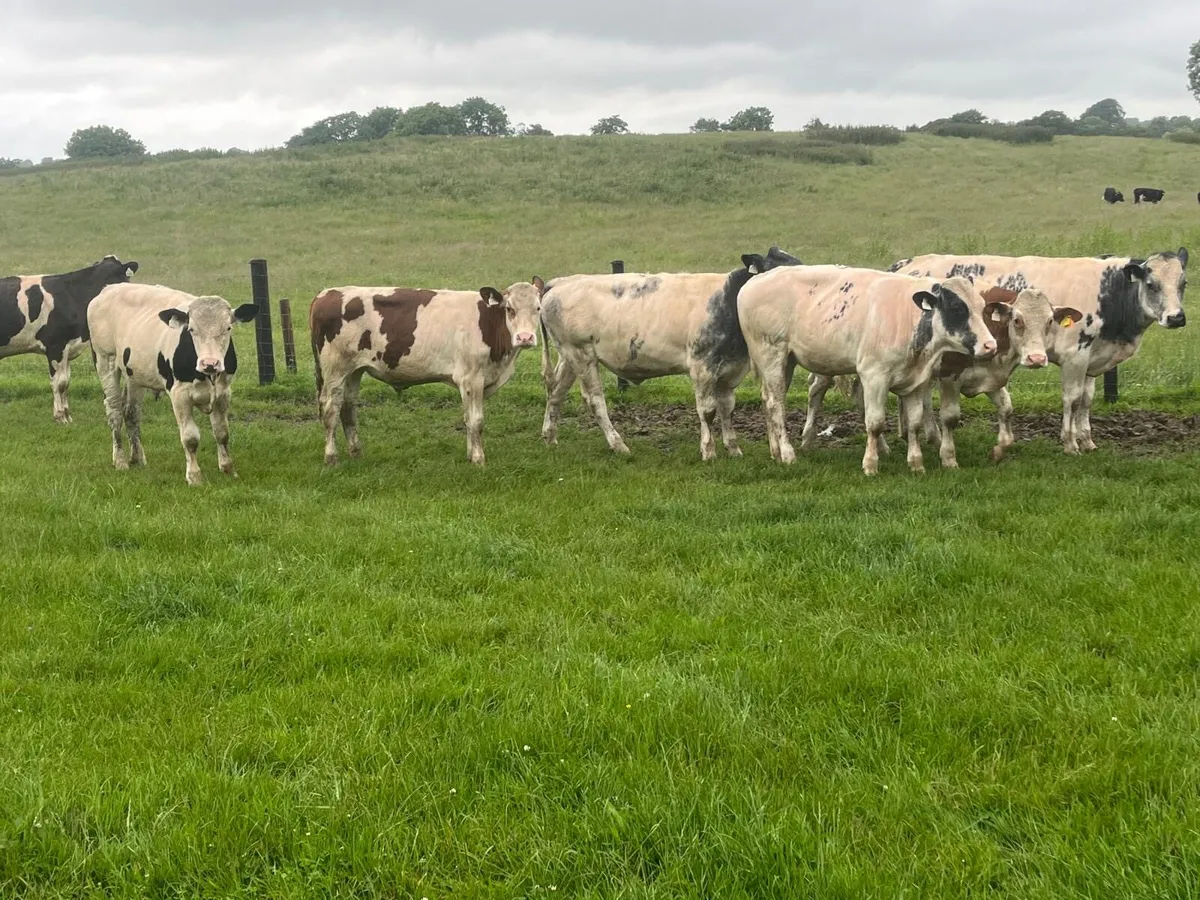 8 super 420kg continental bullocks - Image 4