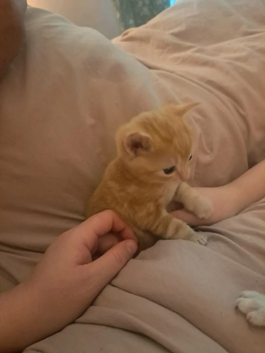 Kittens - Image 3