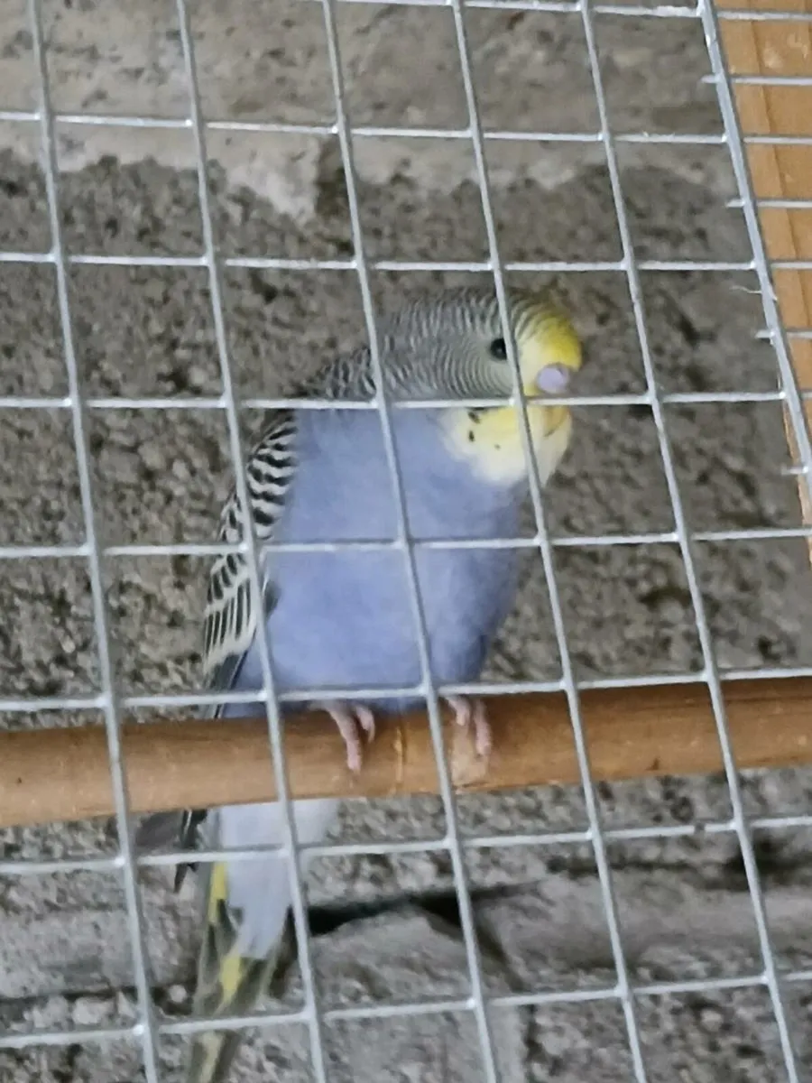 Budgies - Image 1