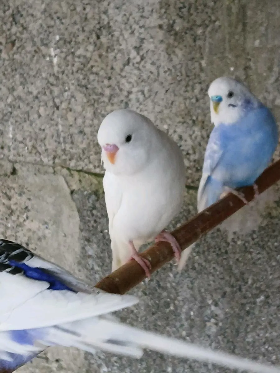 Budgies - Image 3