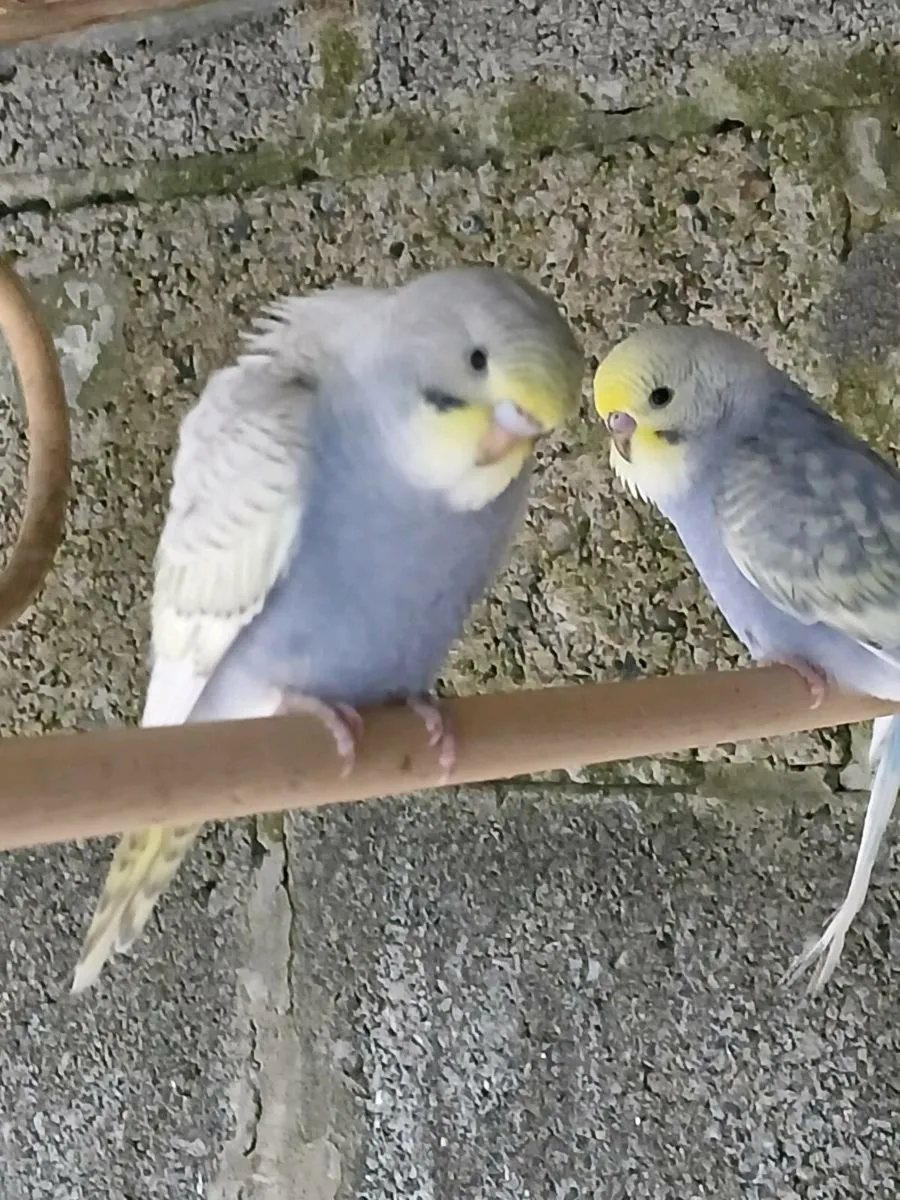 Budgies - Image 4