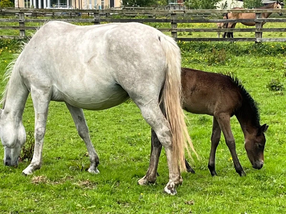 Class 1 connemara mare ,foal and in foal - Image 3