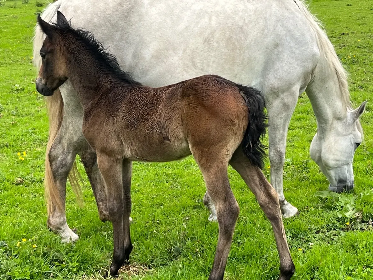 Class 1 connemara mare ,foal and in foal - Image 4
