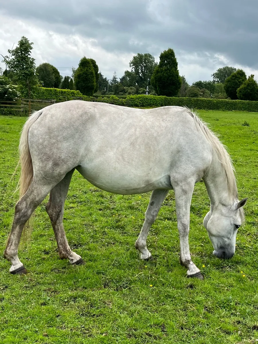 Class 1 connemara mare ,foal and in foal - Image 1