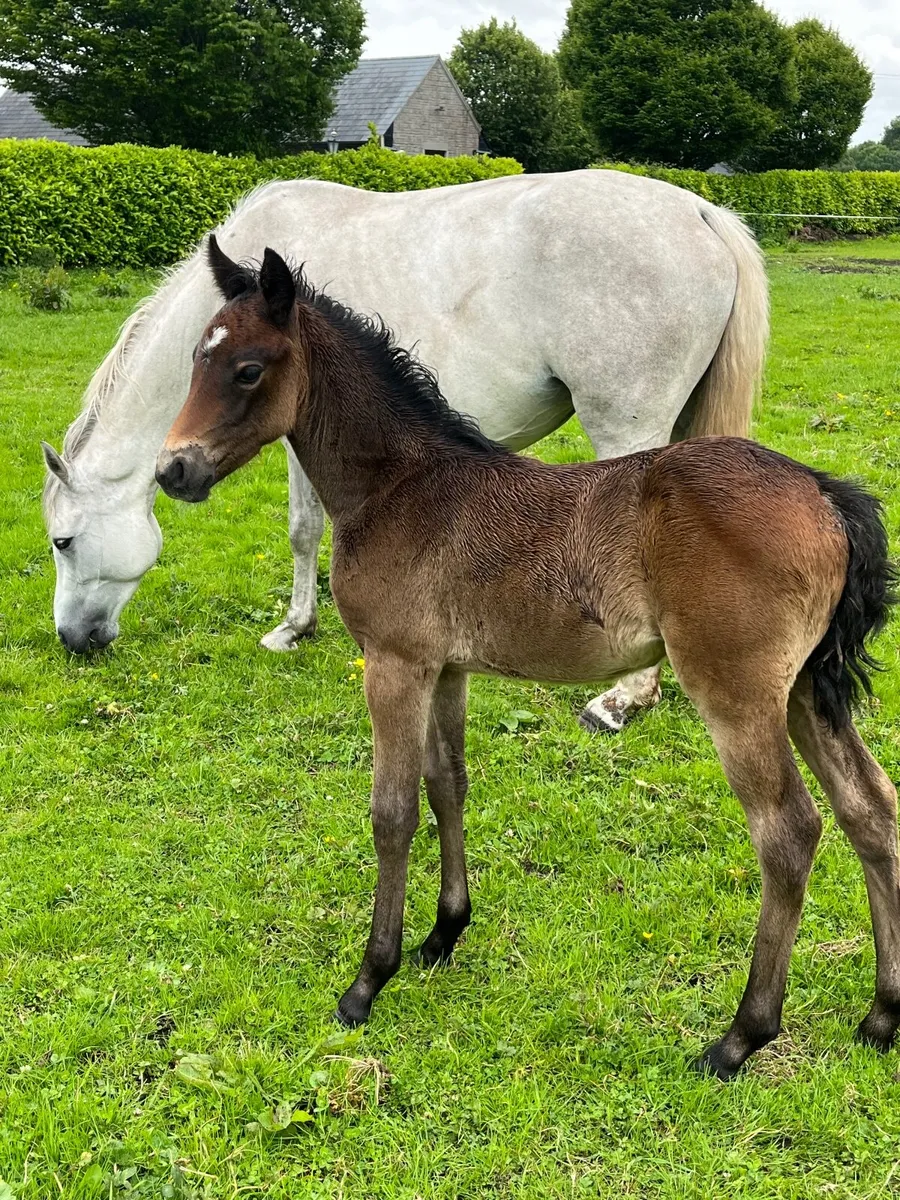 Class 1 connemara mare ,foal and in foal - Image 2