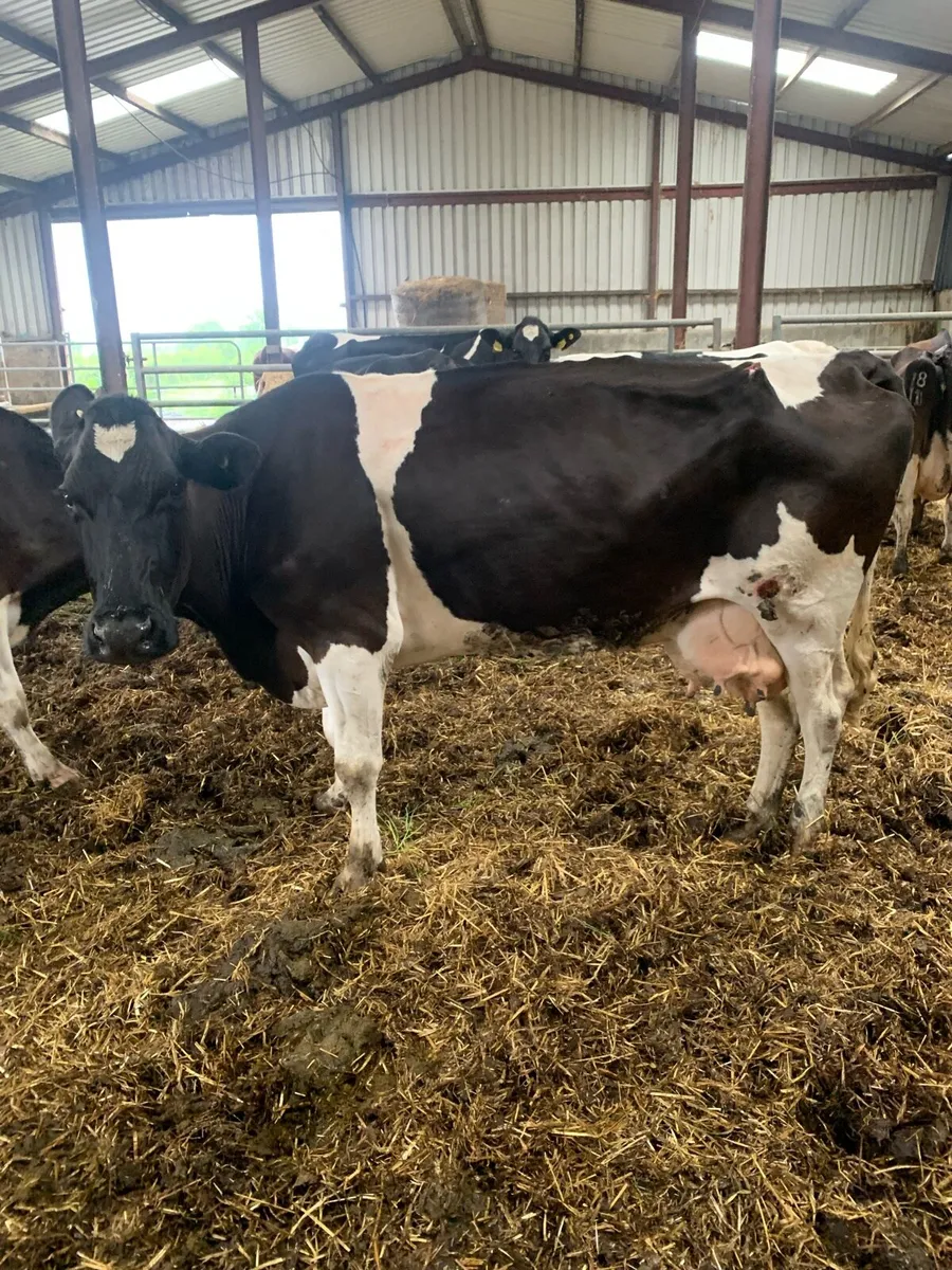 Lame or thin cows - Image 1
