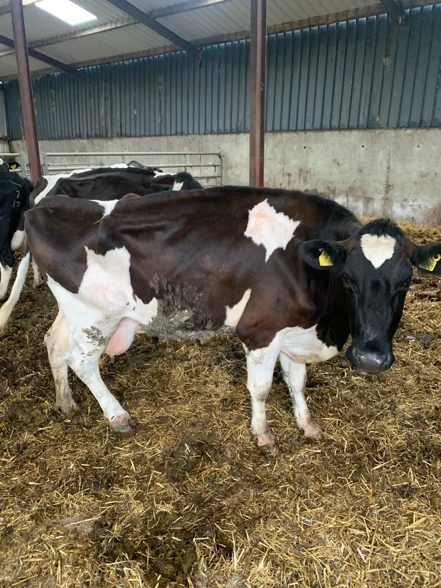 Lame or thin cows - Image 2