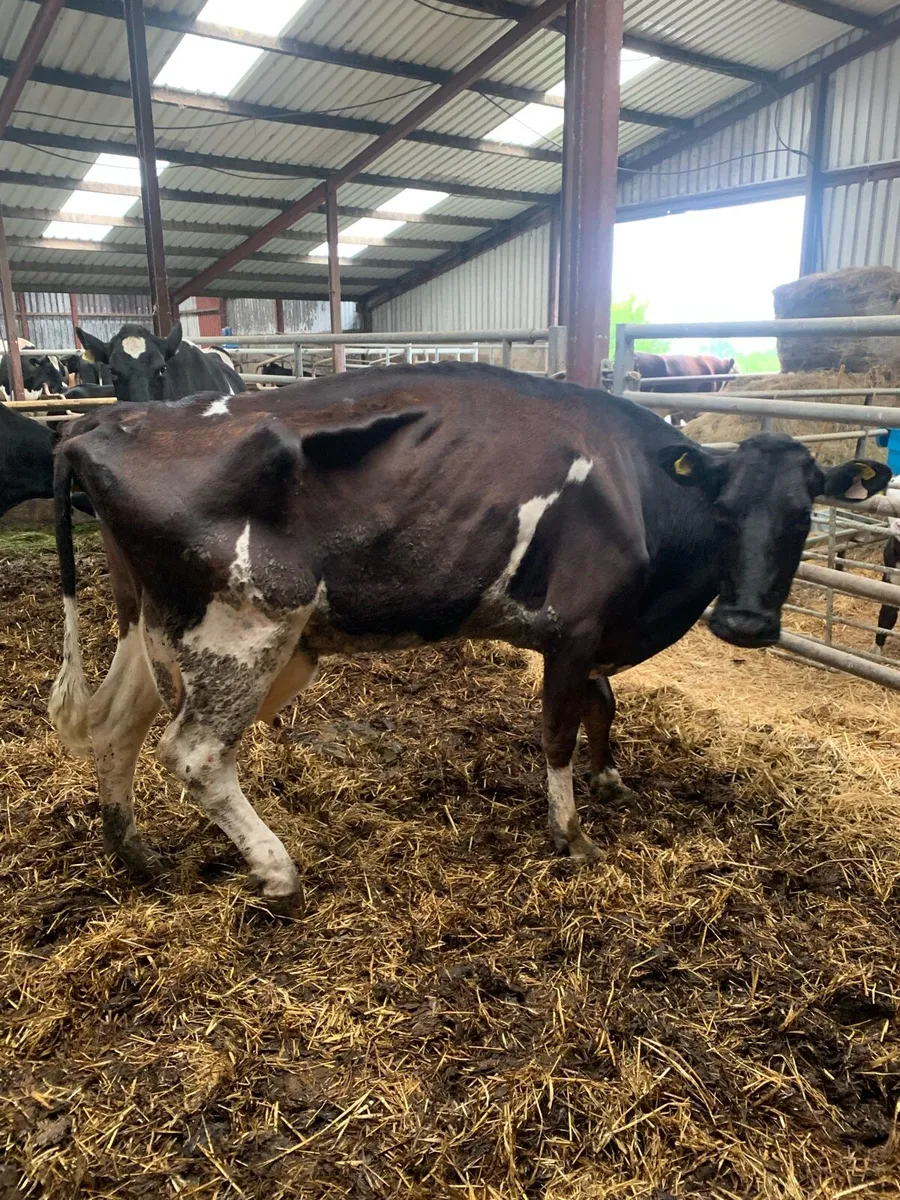 Lame or thin cows - Image 3