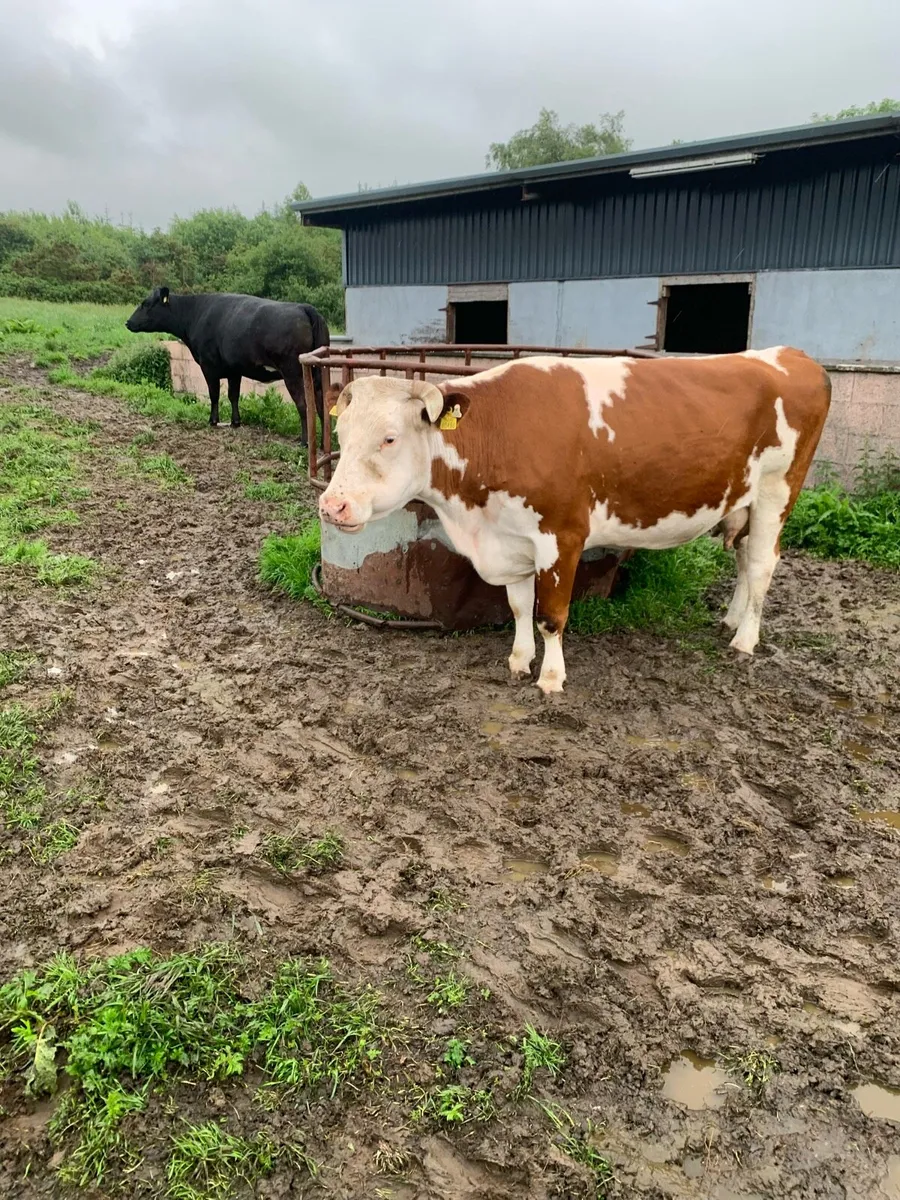 Lame or thin cows - Image 4