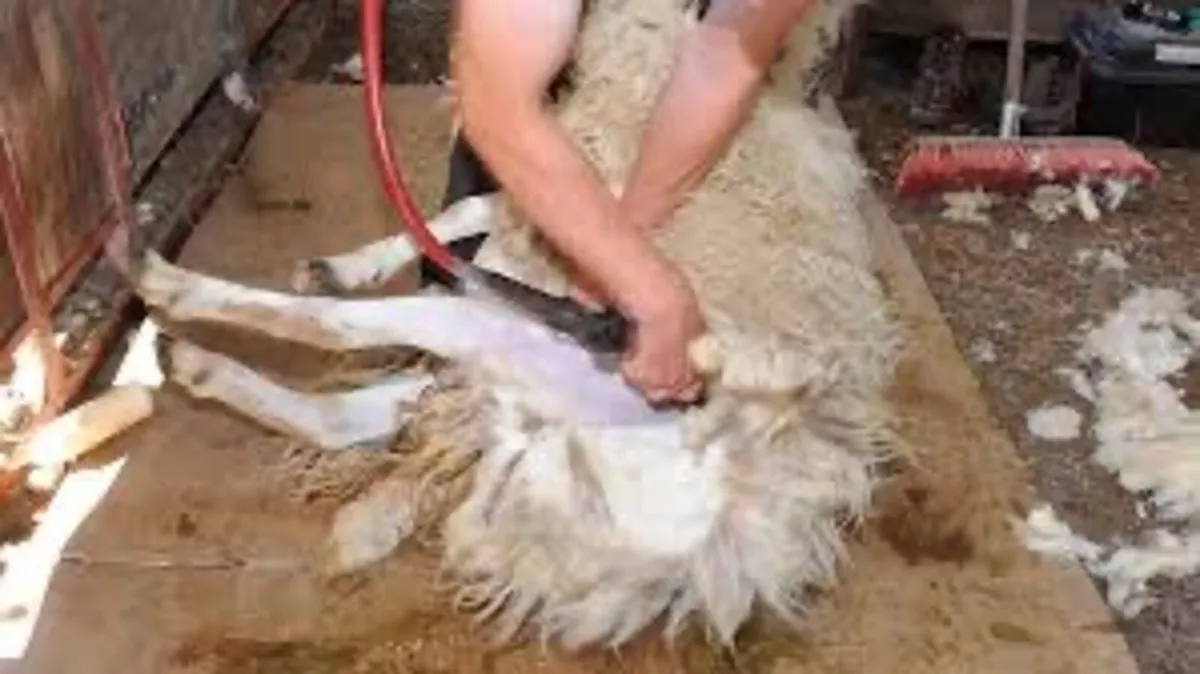 Shearing